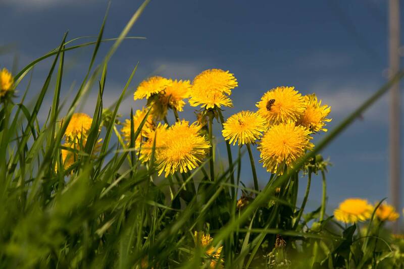 одуванчик, трава, пчела, цветы. Скоро лето. фото превью