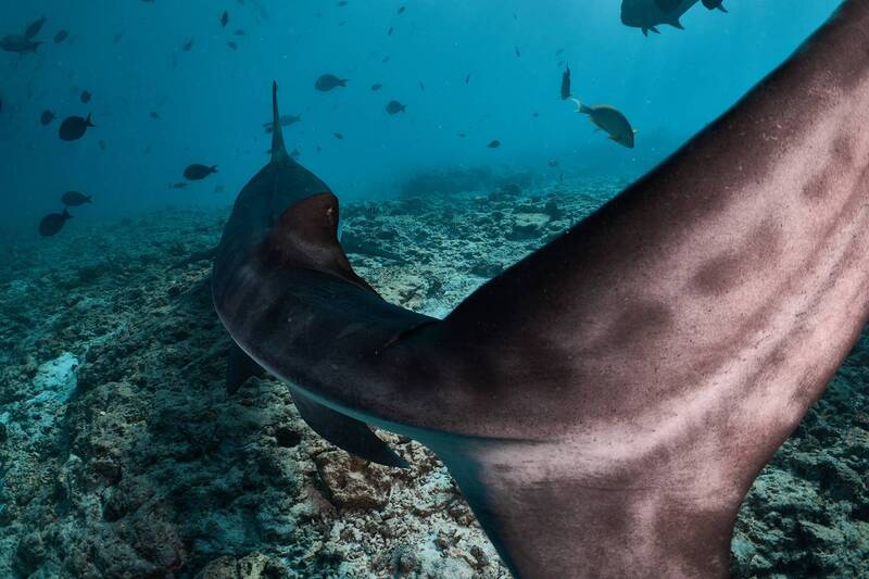 Руки, ноги... Главное - хвост! фото превью