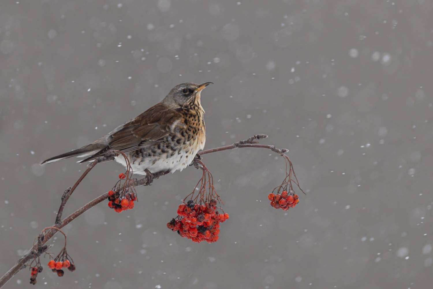рябинник, дрозд, снегопад, птицы, рябина, Ruslan Pl