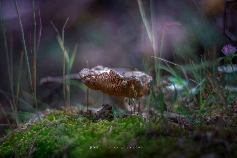 mushroom, nature, bokeh, light, dark, green Mushroom фото превью