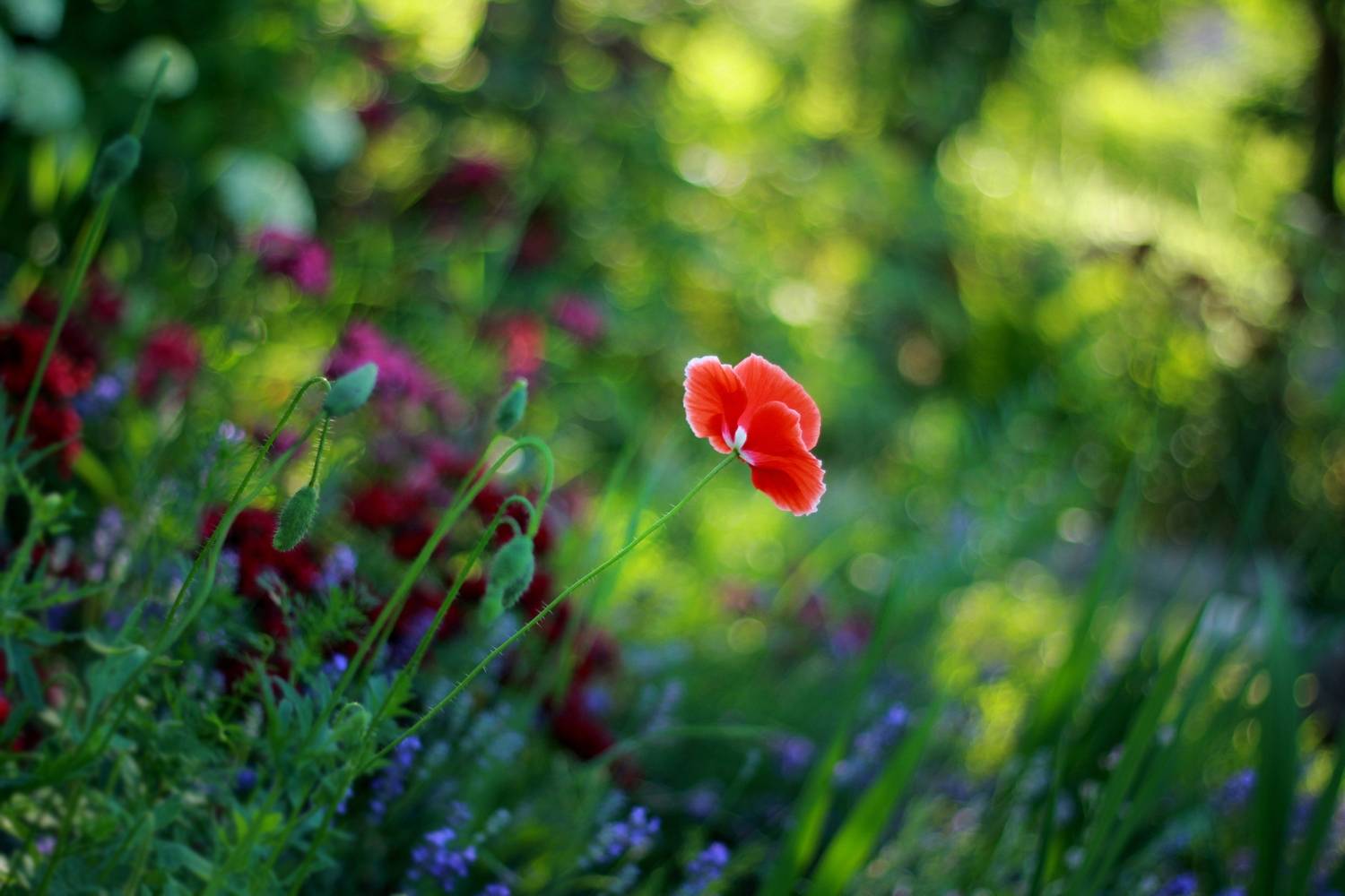 , Лайко Марина