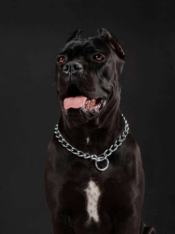 кане-корсо, собака, портрет, студийный портрет Афина фото превью