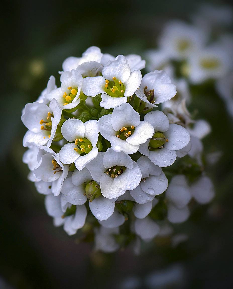 , Сергей Аникин