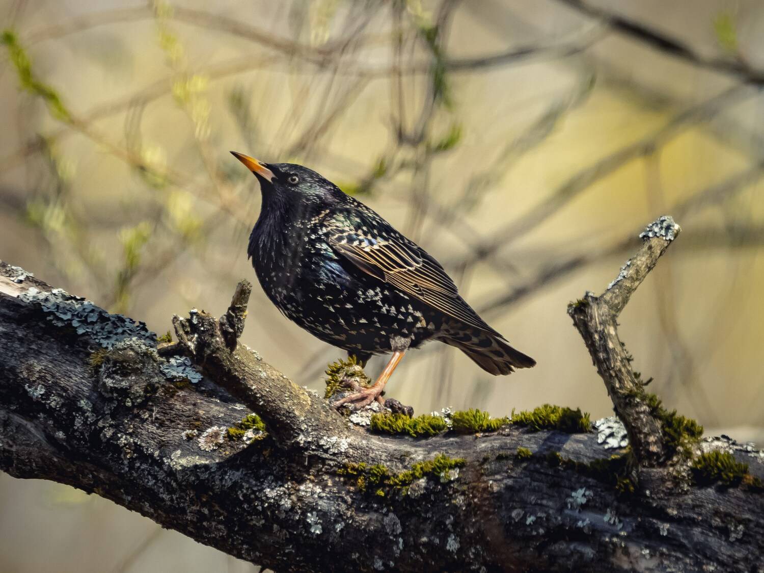 , Сергей Белокуров
