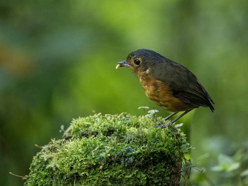 Slate-crowned Antpitta фото превью