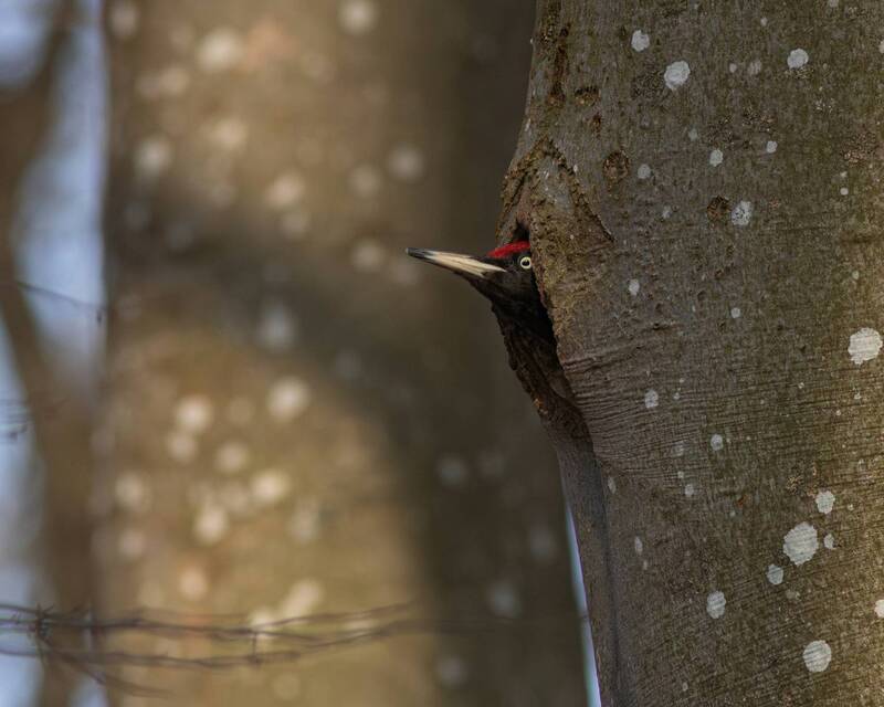желна, чёрный дятел, дятел, dryocopus martius, black woodpecker, woodpecker Я в домике фото превью