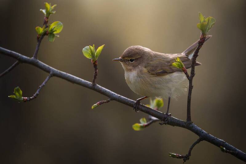 лес, поля, огороды, природа, птицы, животные, макро Очаровашка фото превью