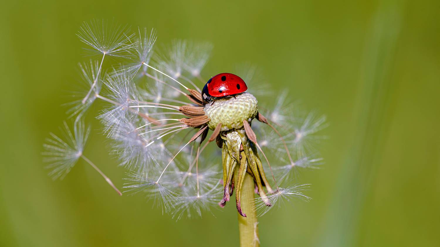 , Светослав Радков