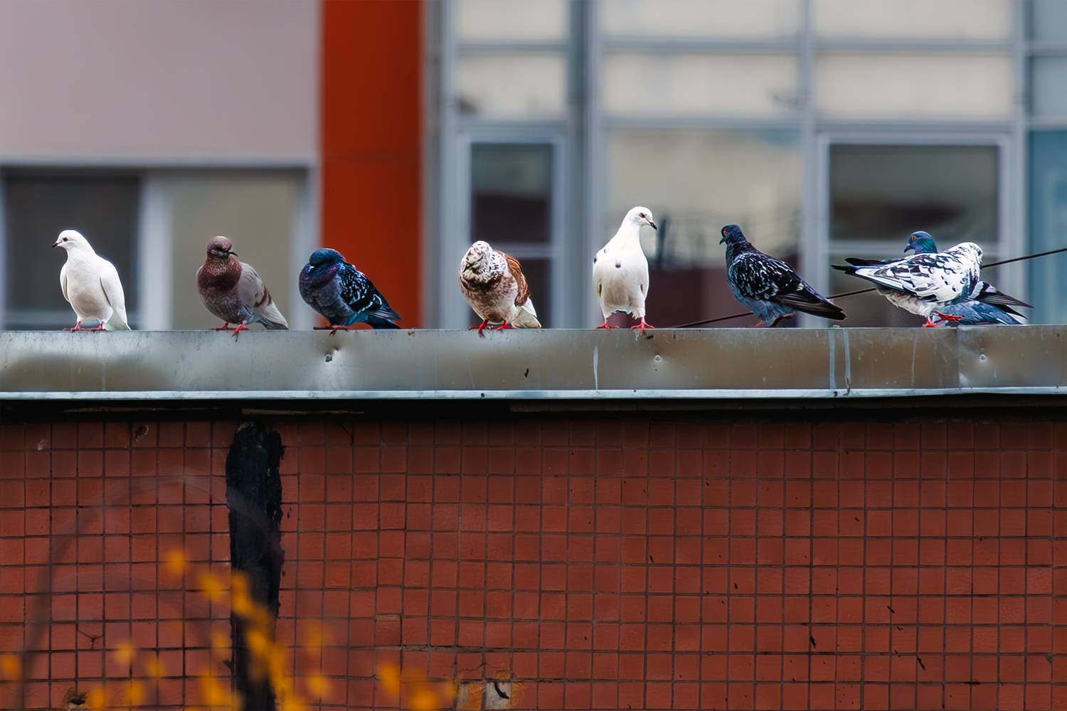 сизый, голубь, Волков Алексей