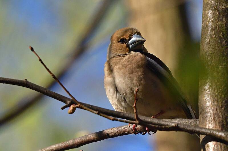 Coccothraustes coccothraustes.. фото превью