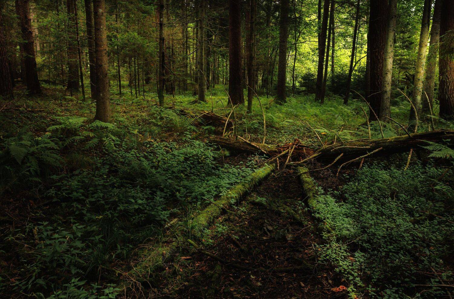 mežs, koki, zaļ&scaron;, Cielava Dace