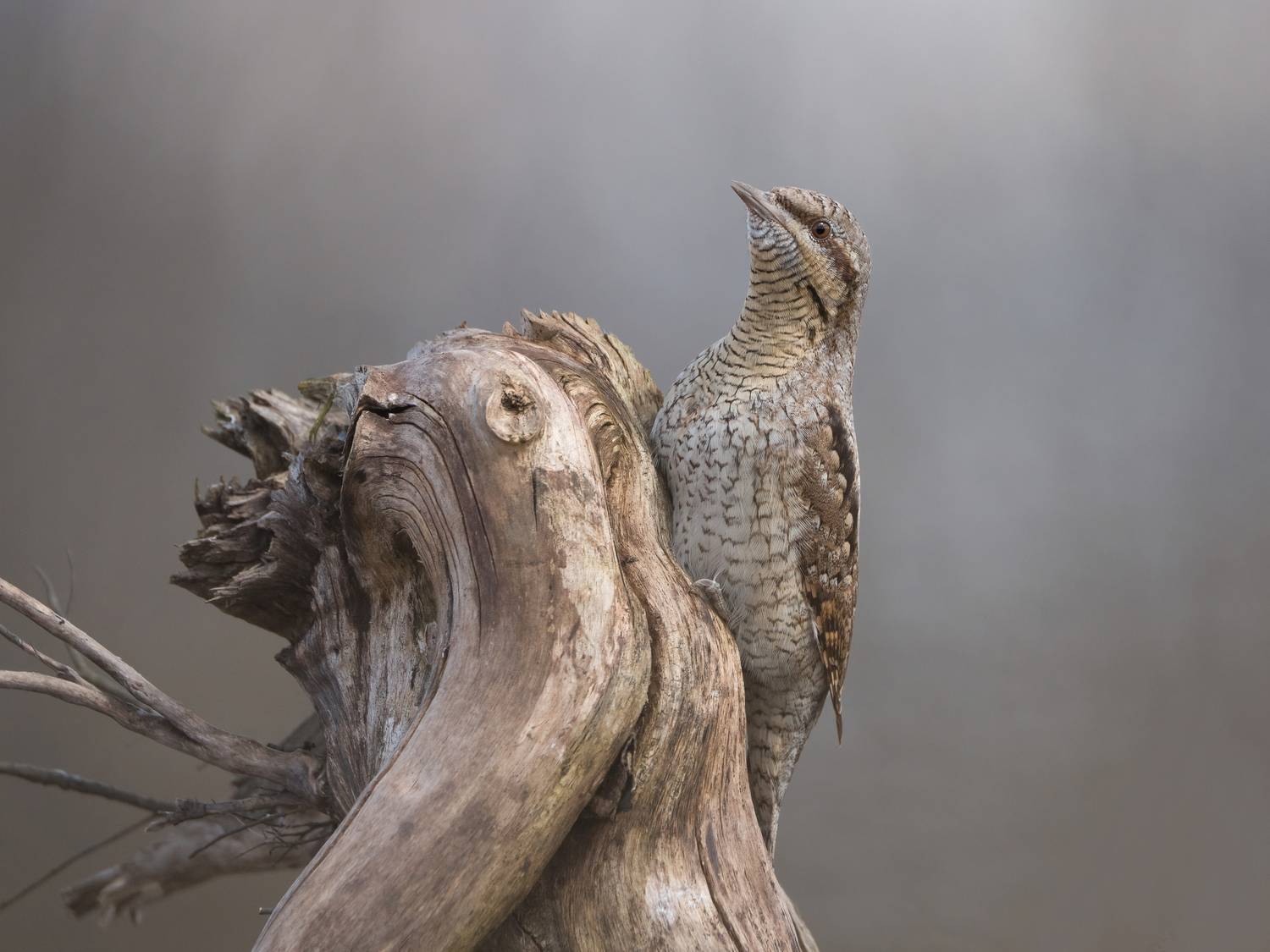 птицы, природа, весна, Андрей Киселёв