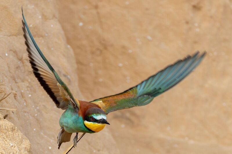 Пчёлоед фото превью