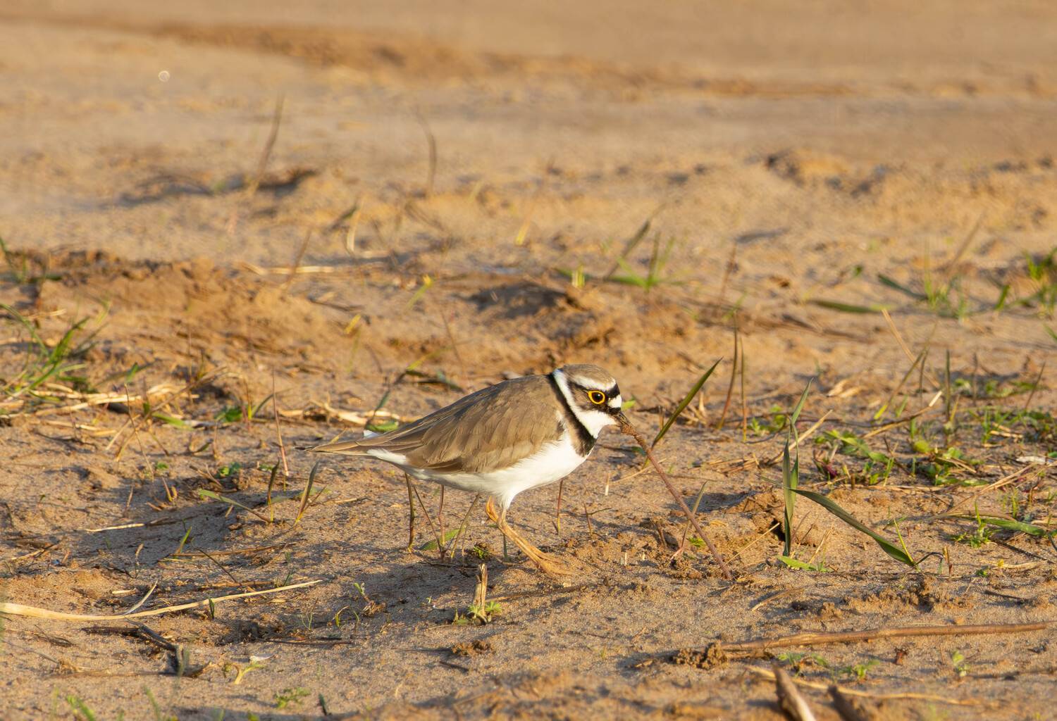 , Жуков Михаил
