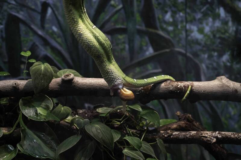Emerald tree boa фото превью