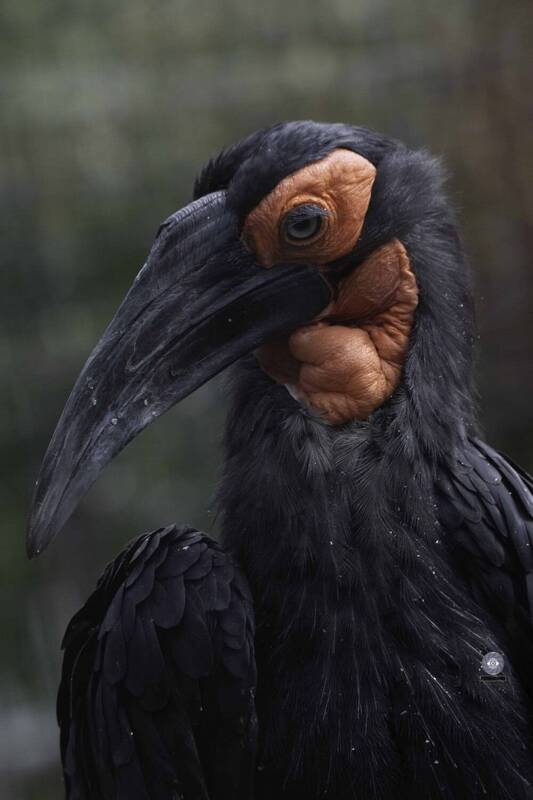 Southern Ground hornbill фото превью