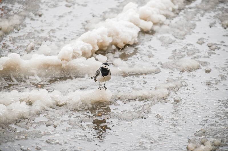 Трясогузка в шоке фото превью