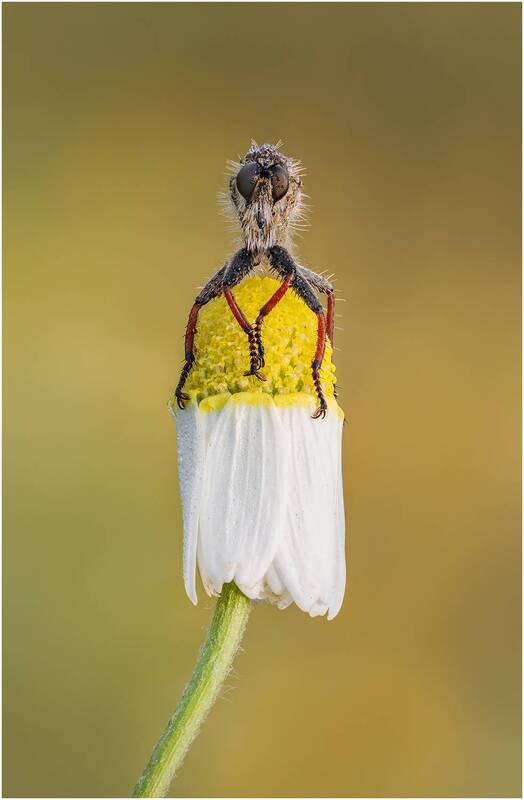 ктырь, robber fly Ктырь (Robber fly) на цветке. фото превью