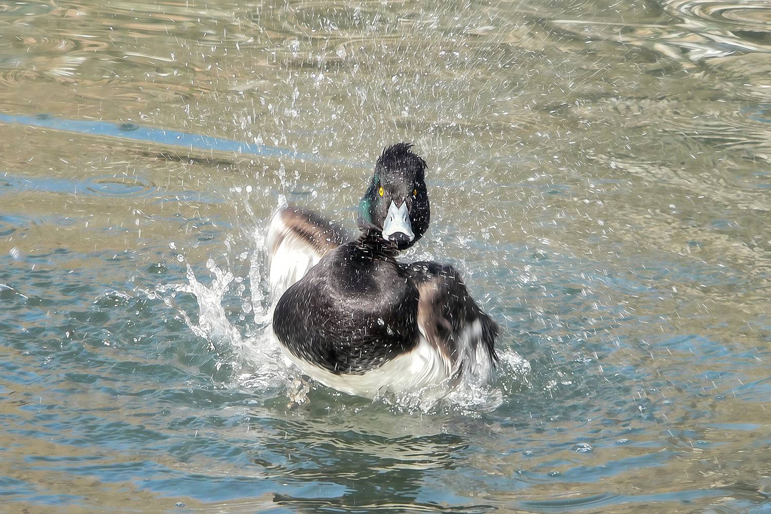 утка, хохлатая чернеть, aythya fuligula, КарОл