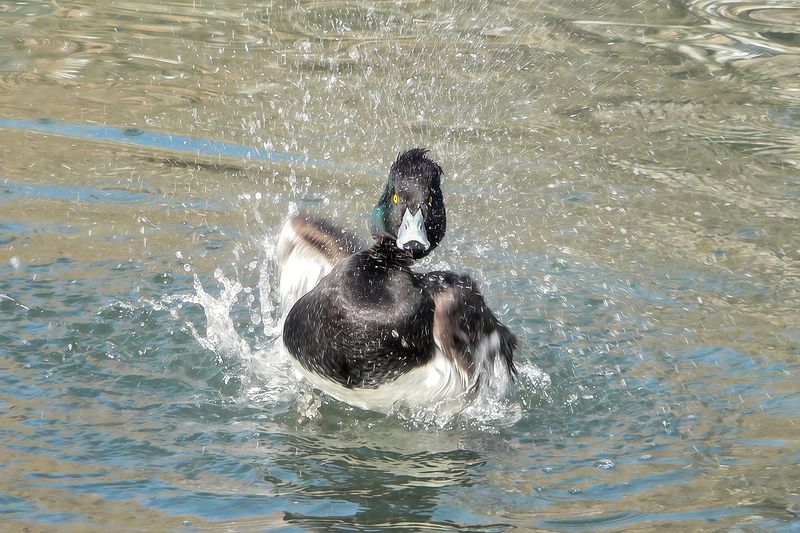 утка, хохлатая чернеть, aythya fuligula Пошалим? фото превью