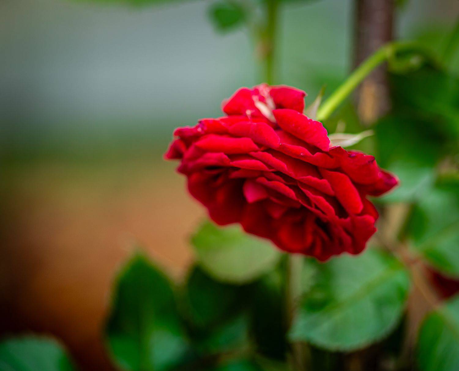 цветы, природа, Виктор Парщиков