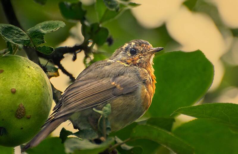 *** фото превью