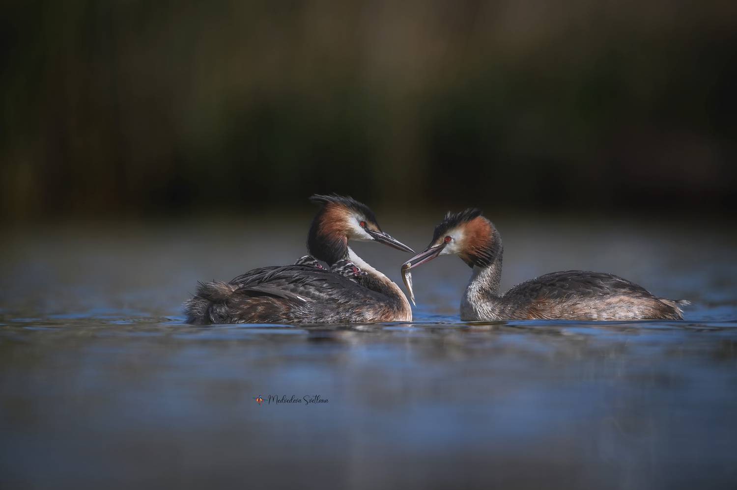 фотоохота, птица, чомга, птенцы, Медведева Светлана