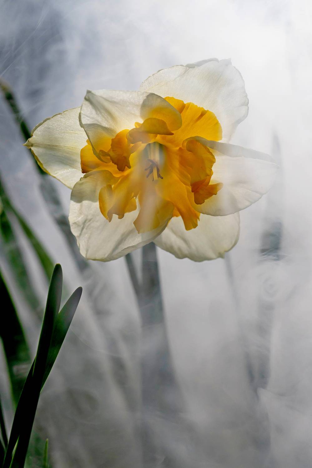 нарцисс, цветок, макро, Подосинников Максим