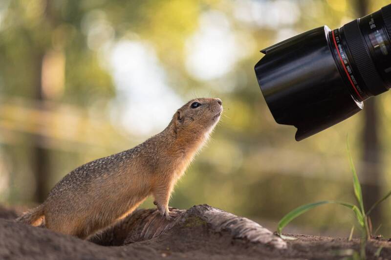 красноярск, суслик, татышев Фотоохота на сусликов фото превью