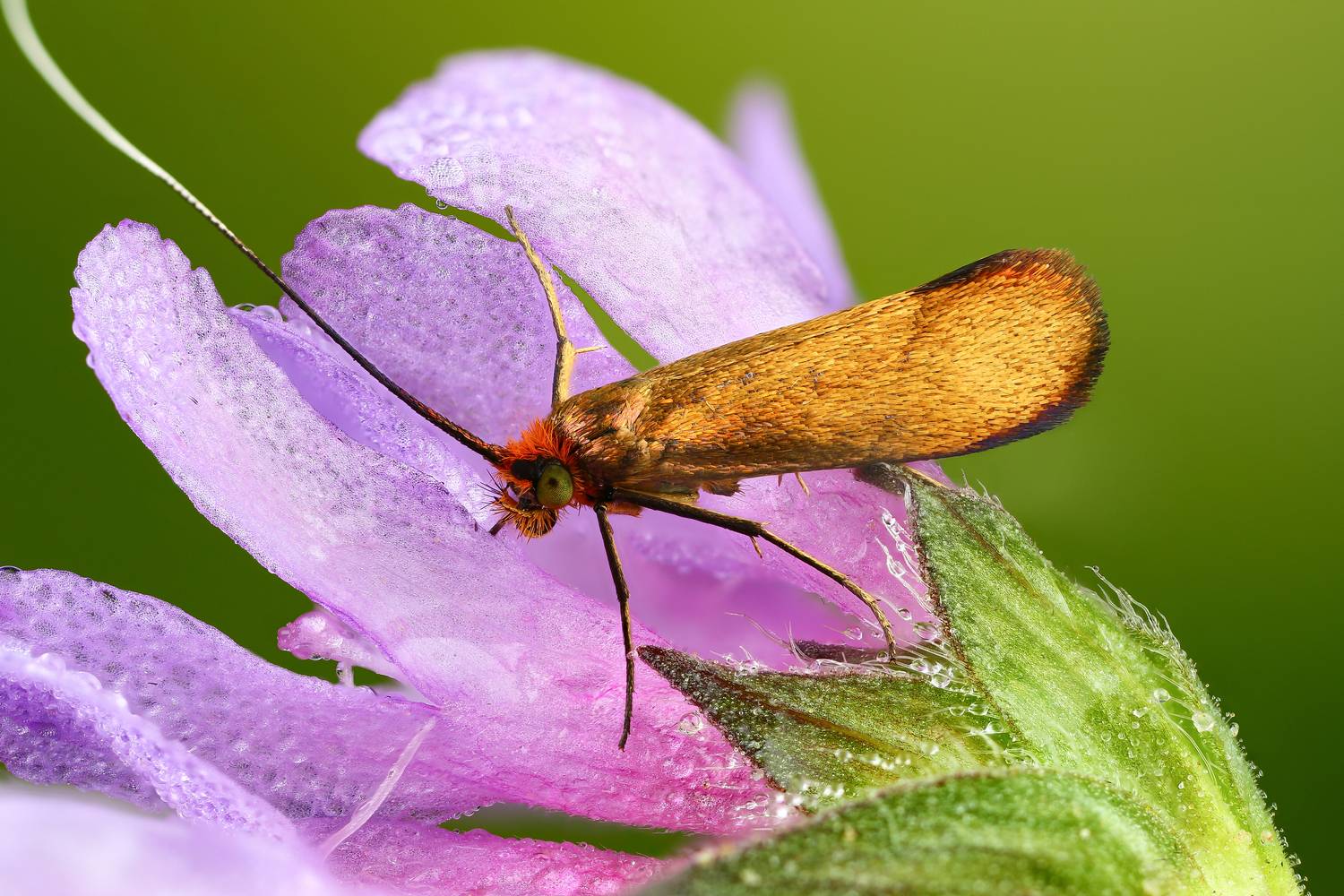 макро, природа, насекомое, цветок, растение, животное, бабочка, Шаповалов Андрей