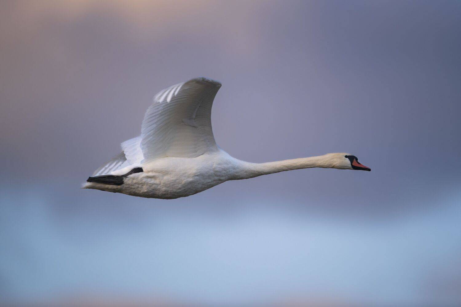 лебедь, лебедь шипун, шипун, полет, полёт, в небе, природа, птицы, дикая жизнь, небо, осень, swan, birdphotography, feather_perfection, swanlake, nature_perfection, swans, muteswan, Дмитрий Федорако