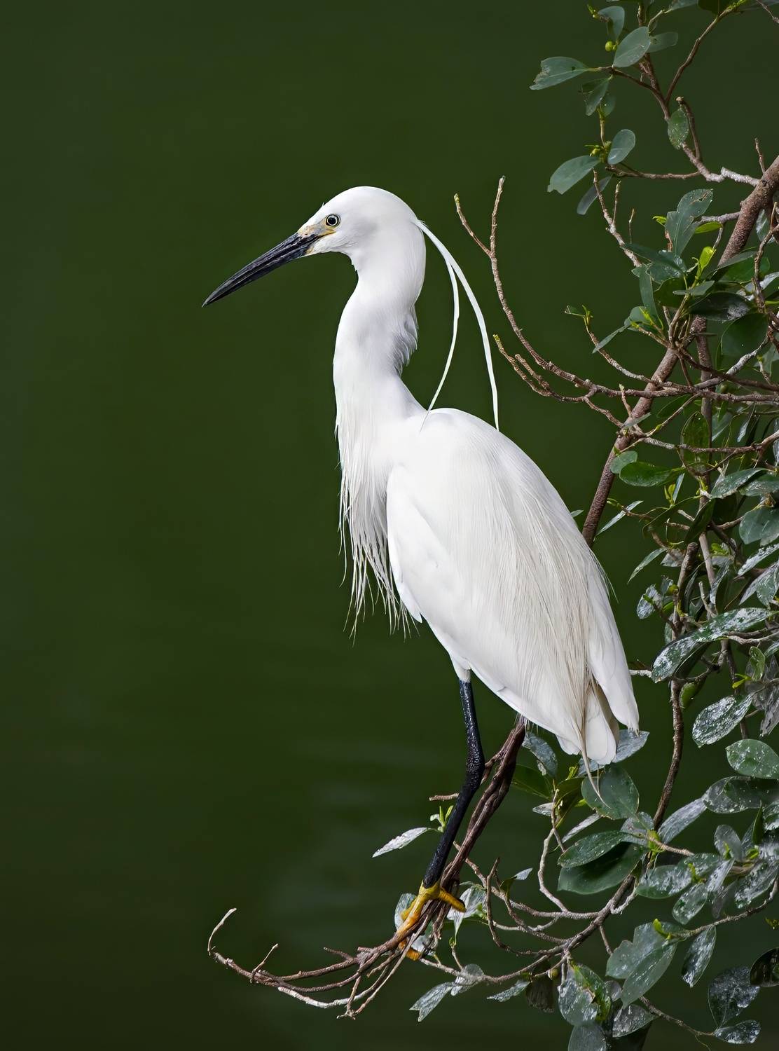 цапля, птицы, Gurdina Lena
