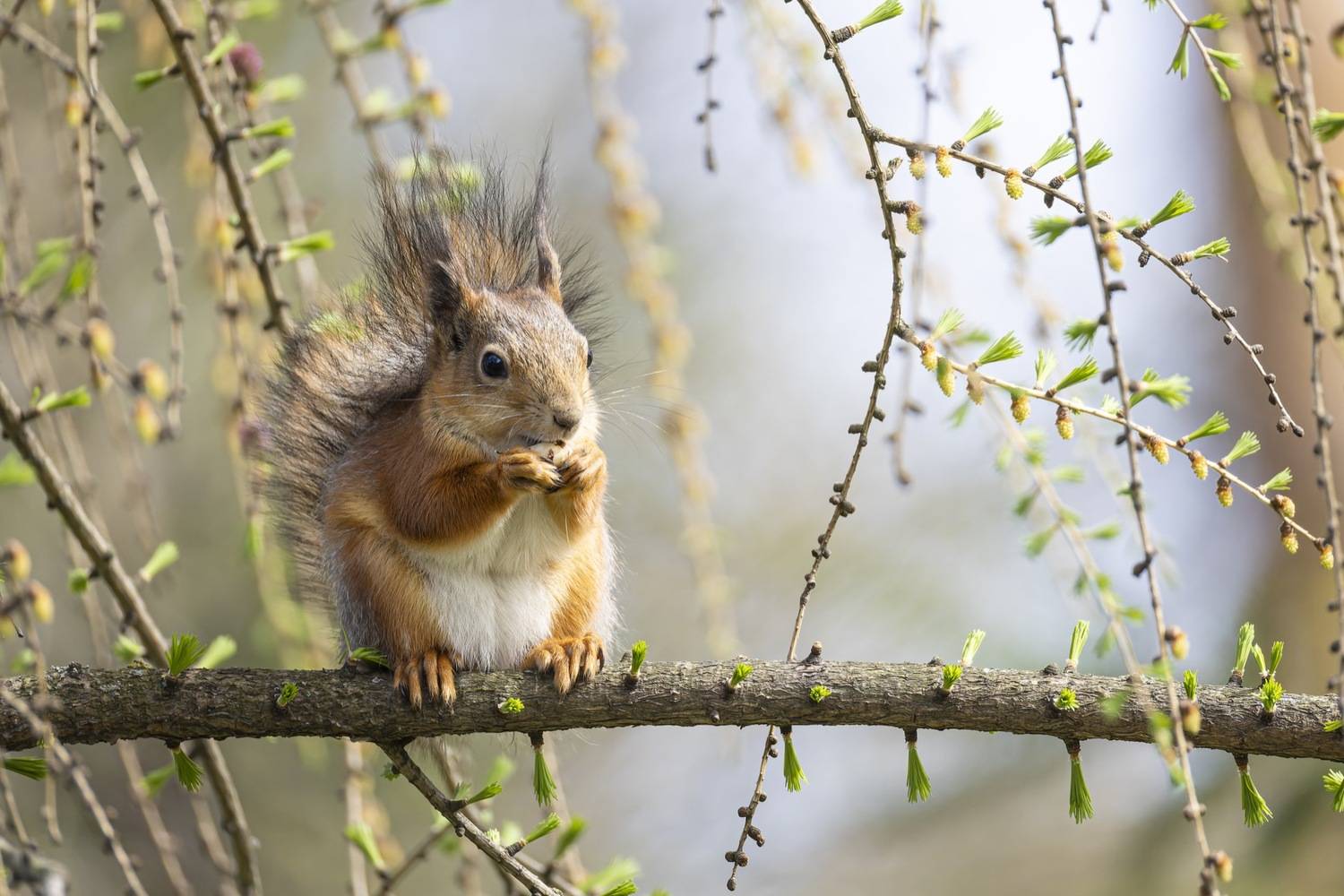 белка, белочка, Ruslan Pl