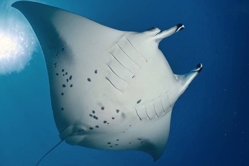 Manta ray фото превью