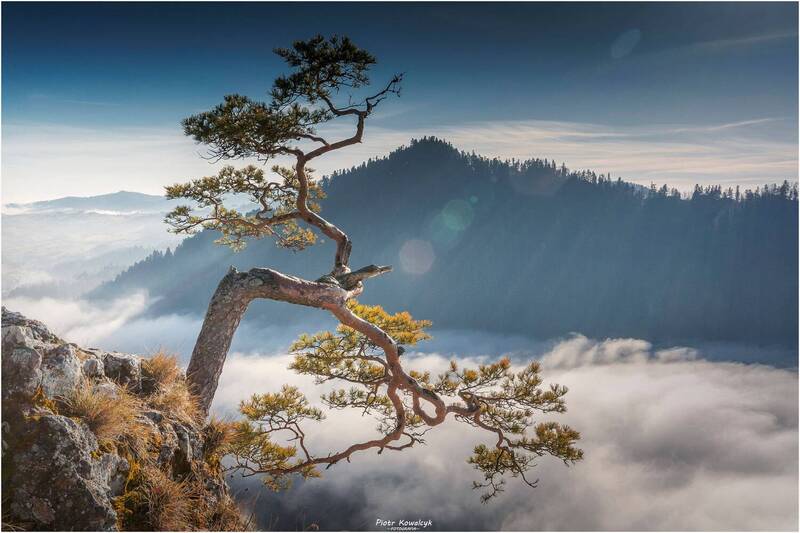 polska, góry, pieniny, sosna *** фото превью