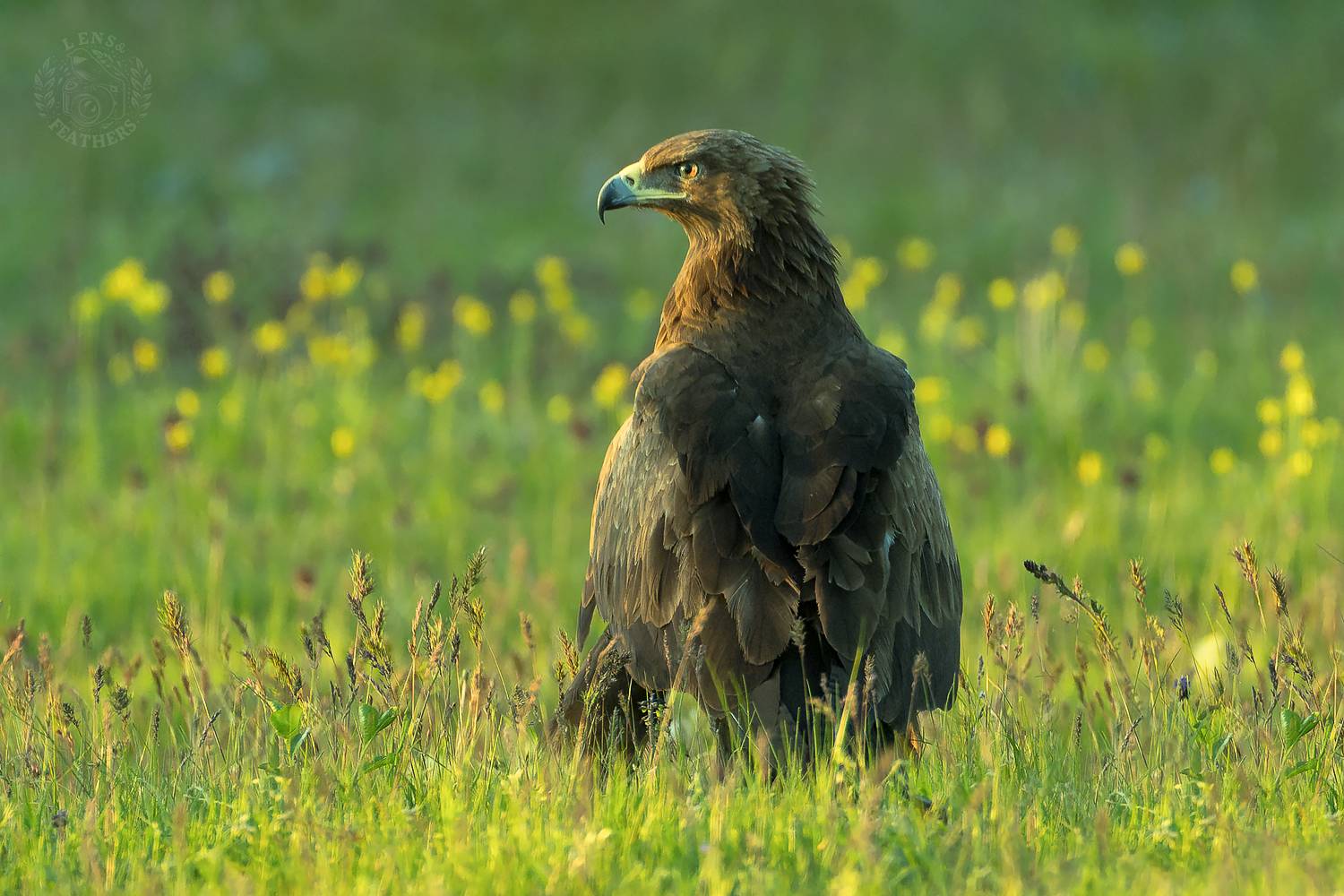 , Евгени Стефанов