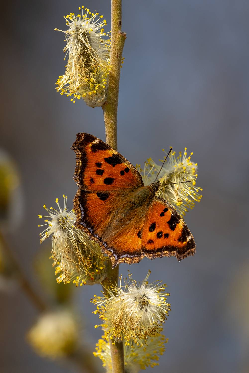 , Кузнецов Дмитрий