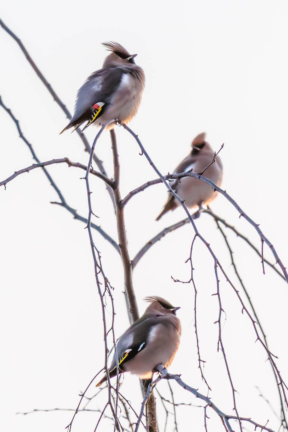 , Алексей Волков