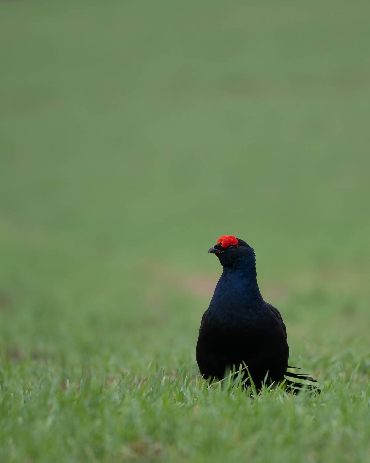 , Мозжухин Максим