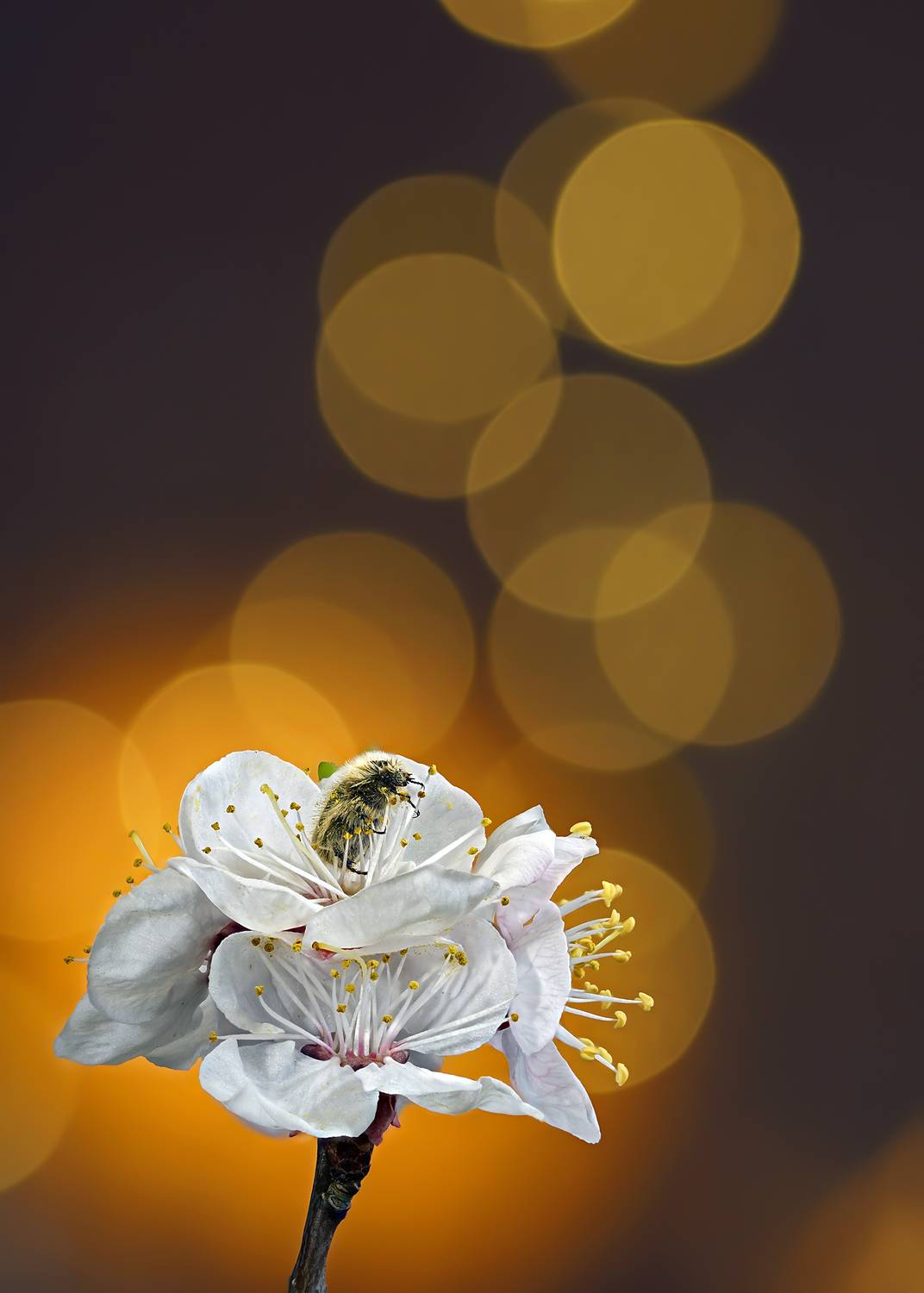 Жук, цветы, Боке, Чепленко Алексей