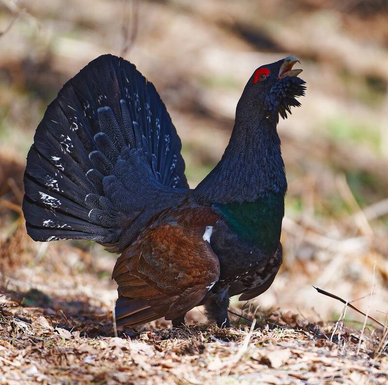 глухарь, красноярские столбы, весна Глухарь  - царь леса фото превью