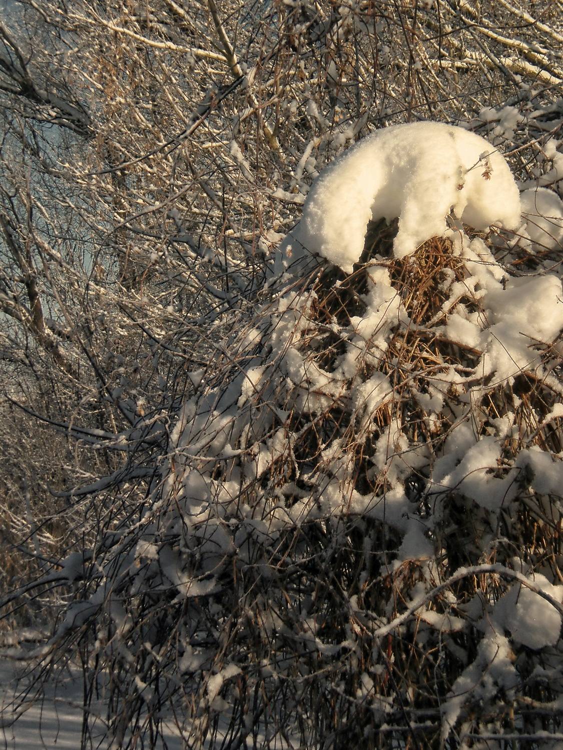 , Савоцкий Роман