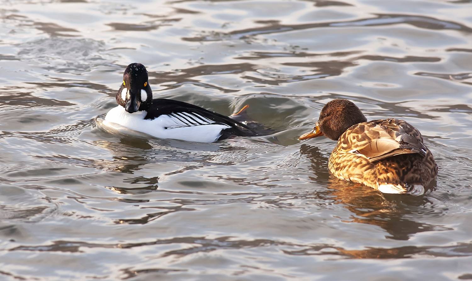 птицы, водоплавающие, утки, гоголь, кряква, Александр Широких
