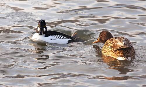 Кряква знакомится с самцом гоголем
