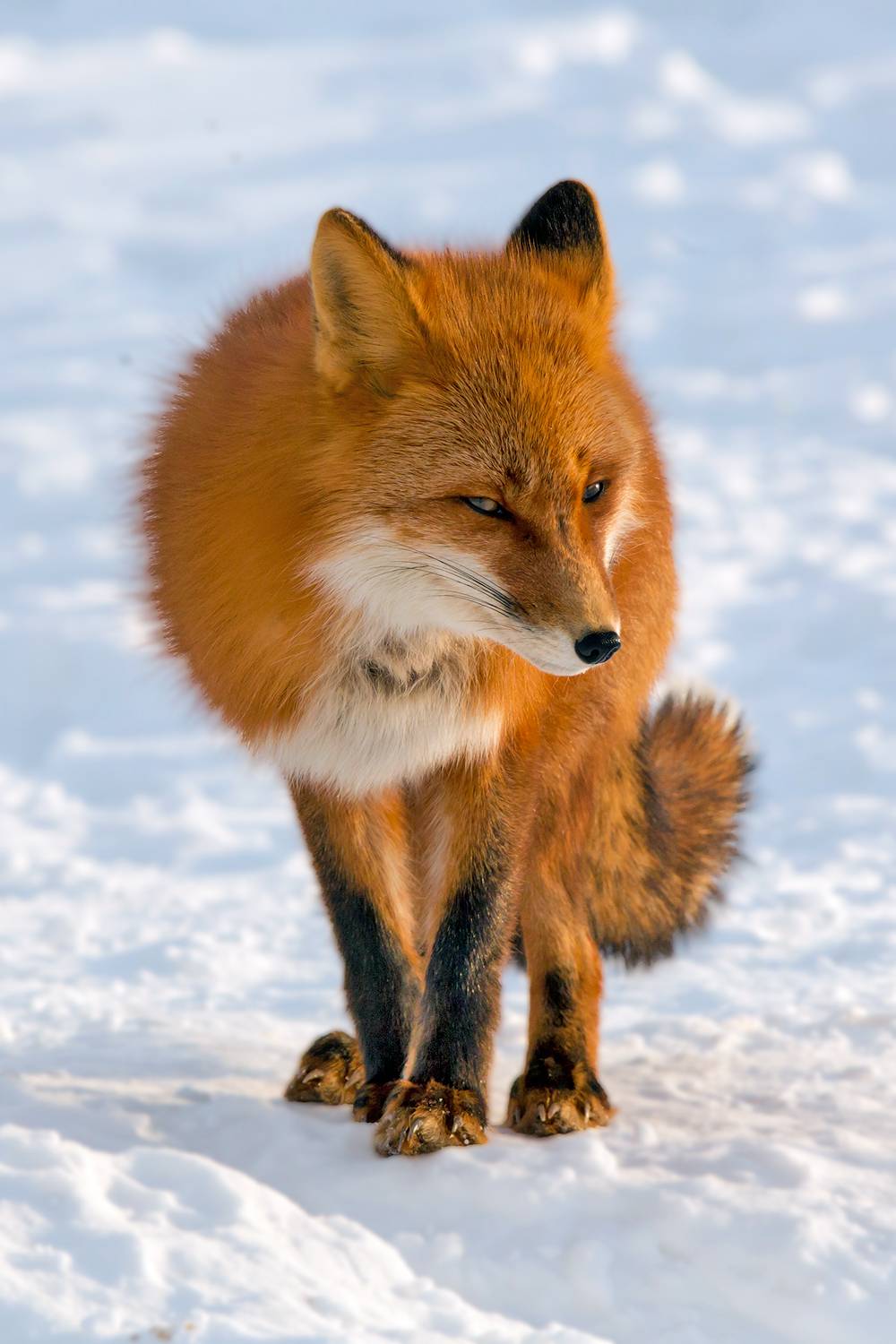 камчатка, Будьков Денис