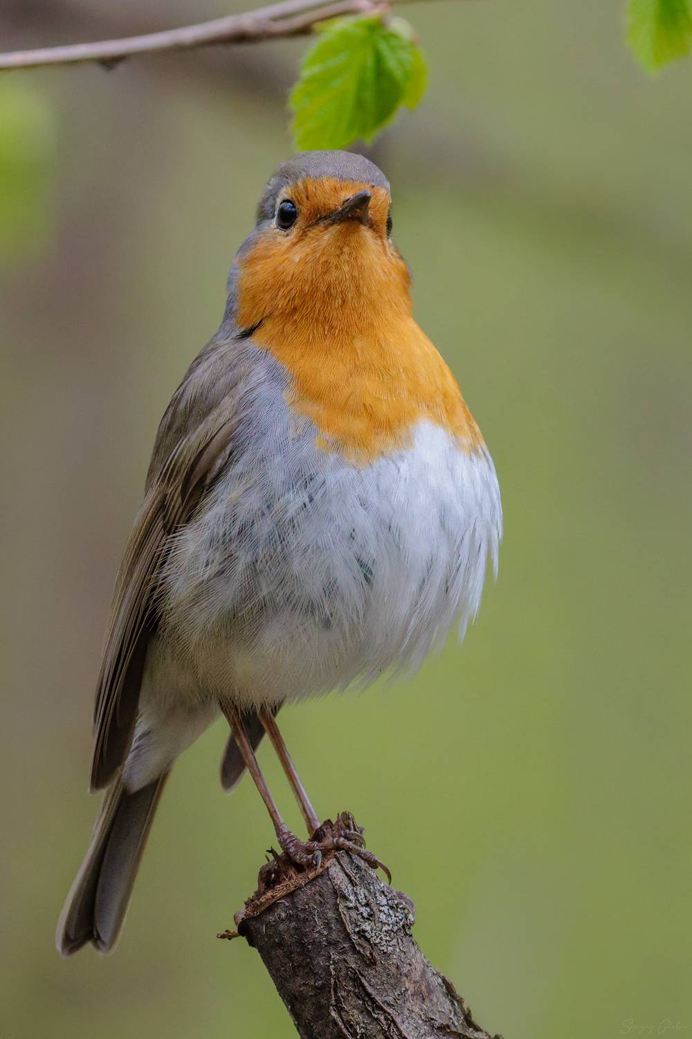 зарянка, малиновка, Глебов Сергей