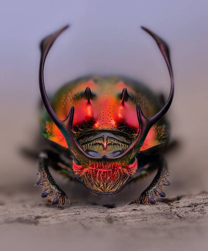 coleoptera, scarabaeidae, proagoderus rangifer Олень фото превью
