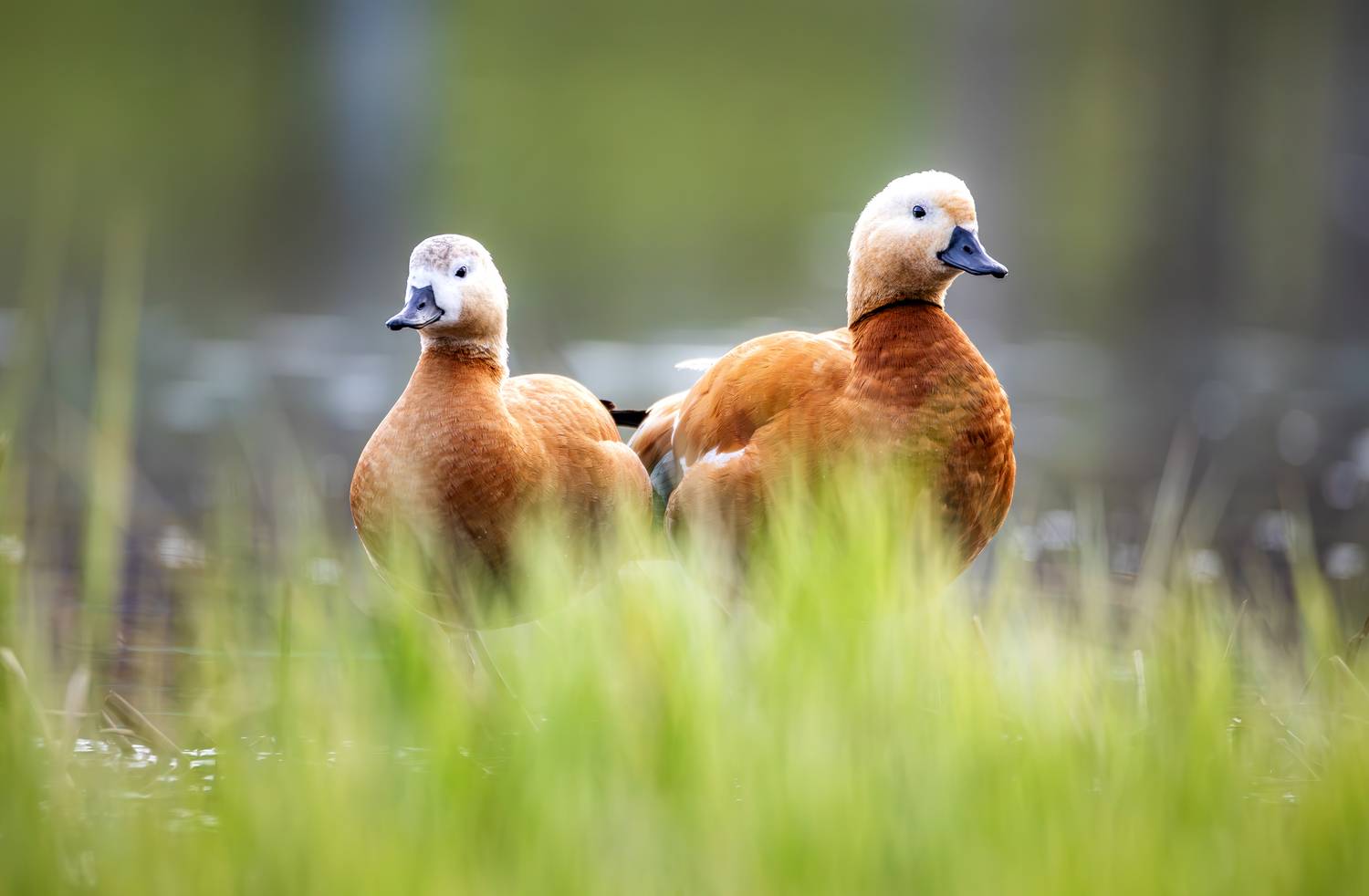 огарь, утки, фотоохота, птицы, весна, апрель, живая природа, птицы россии, птицы евразии, птицы мира, птицы европы, орнитология, фауна, животные, птицы москвы, ornithology, birds, nature, ducks, red ducks, wildlife, birdphotography, wild birds, Жгилёв Сергей