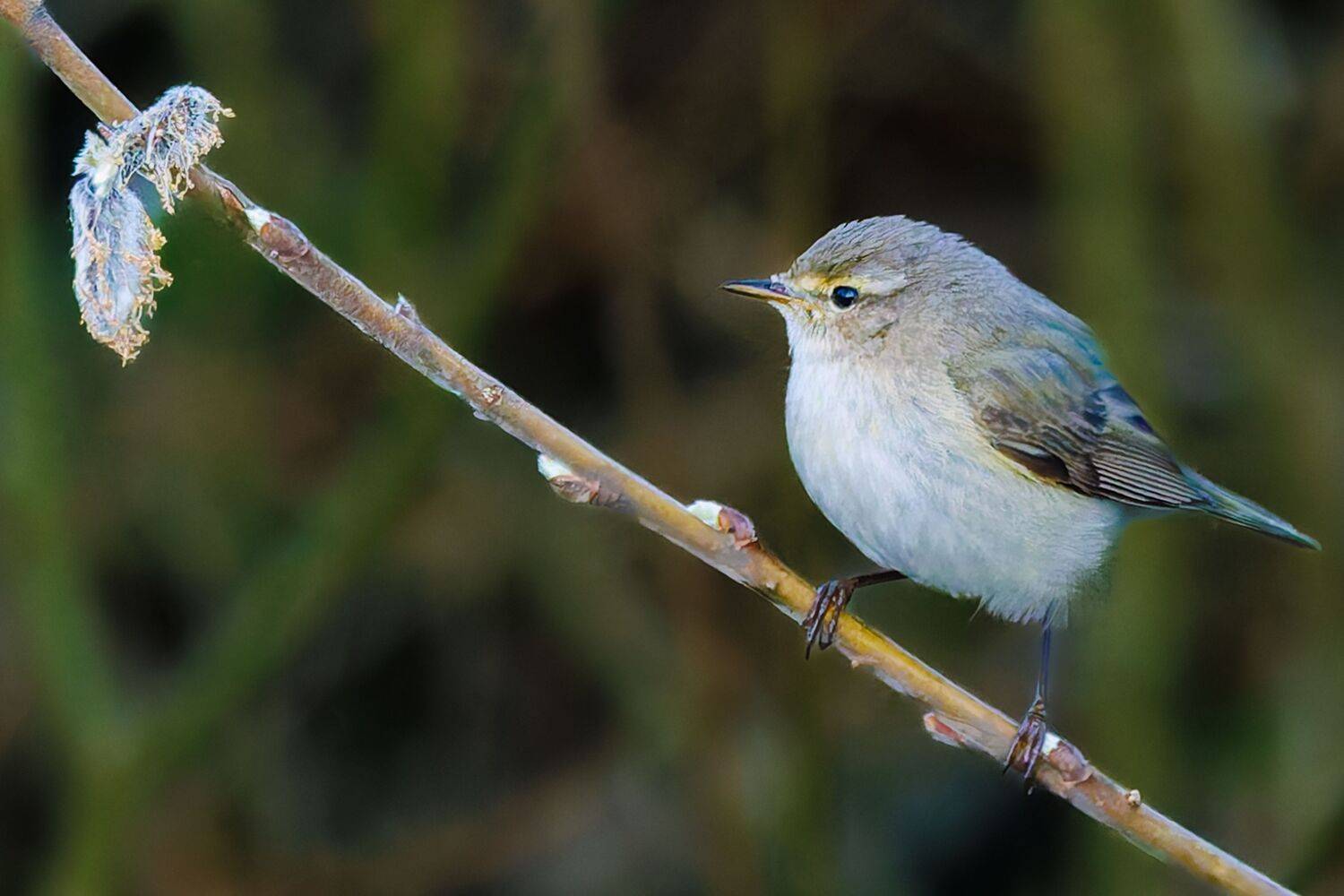 Пеночка, Волков Алексей