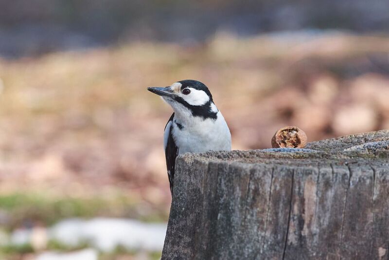 Dendrocopos major, Большой пёстрый дятел Dendrocopos major фото превью